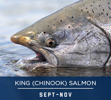 KING (CHINOOK) SALMON